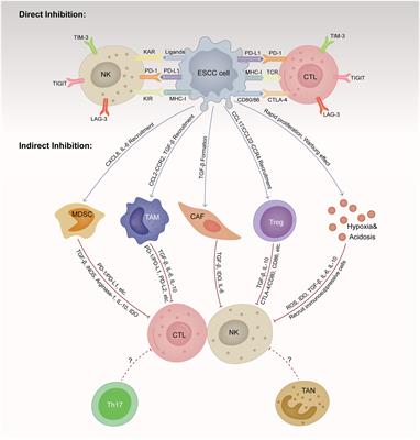 Immune evasion in esophageal squamous cell cancer: From the perspective of tumor microenvironment